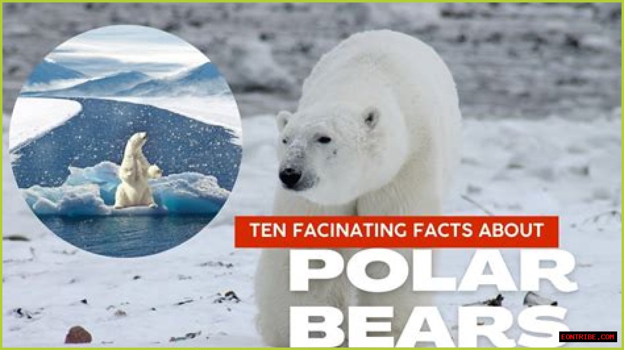 Discovering The Marvels Of Polar Bears In Arlington: A Comprehensive Guide