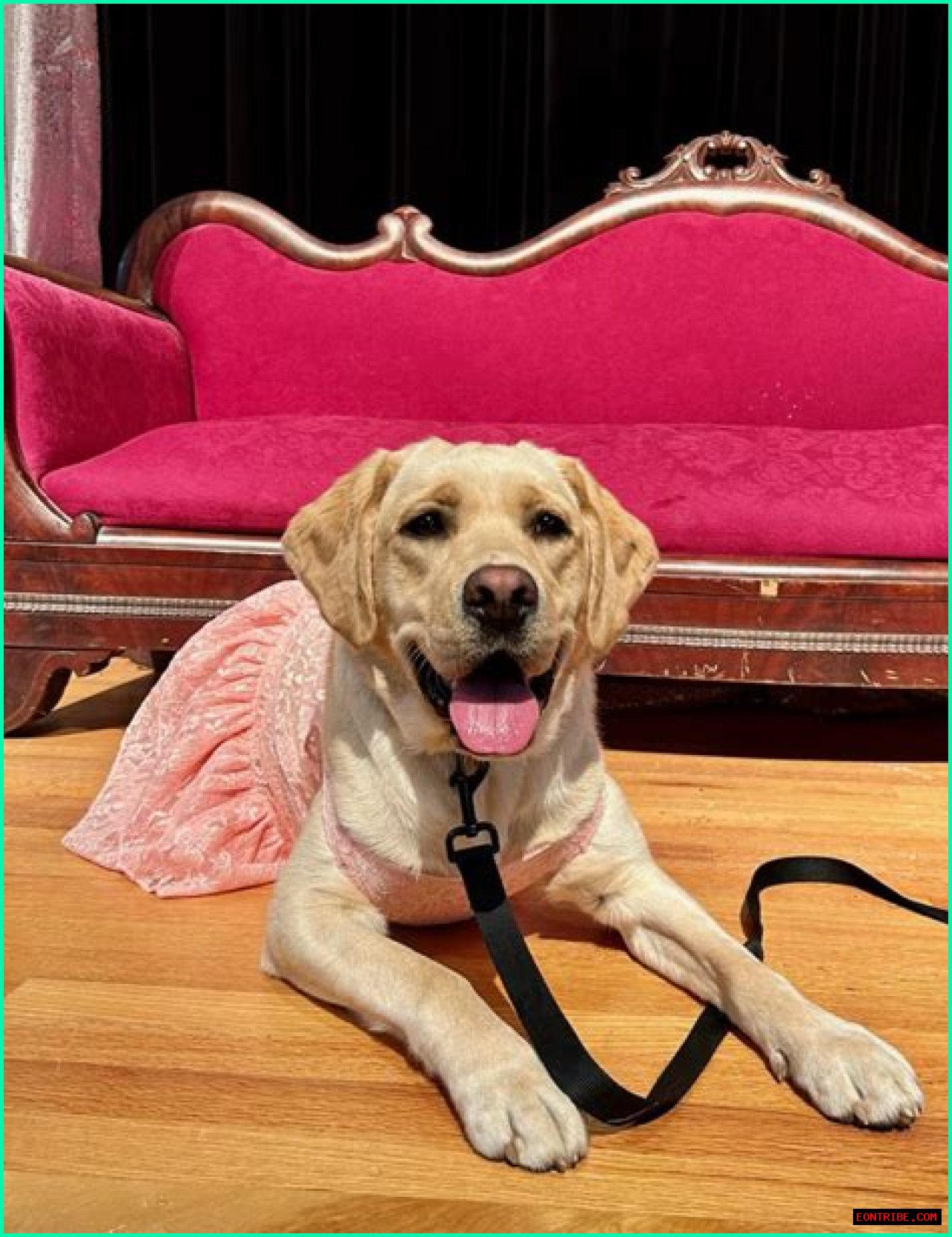 Megan Trainor's Love For Dogs: A Paw-sitive Connection