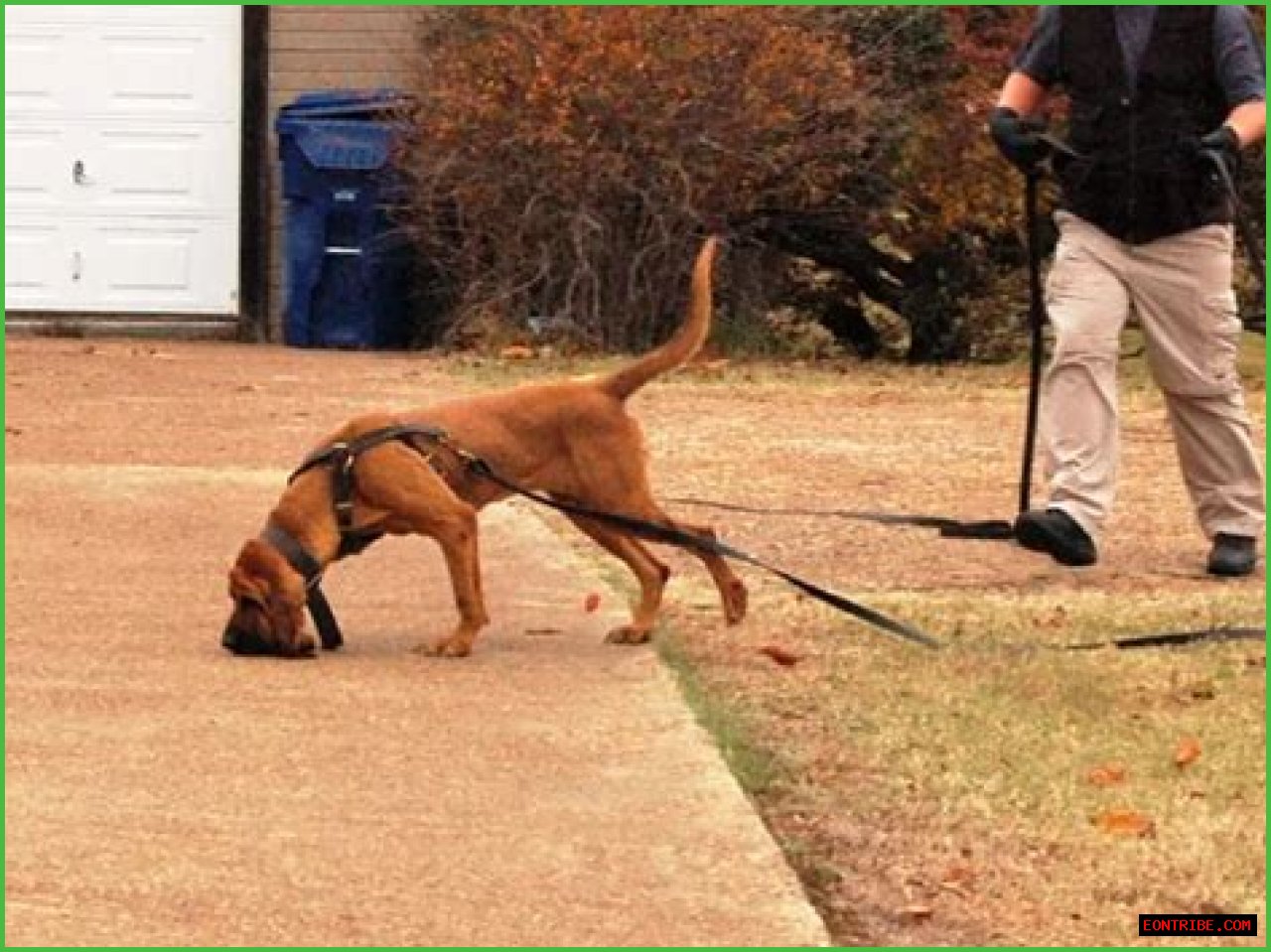 Understanding The Essentials Of A Dog Tracker